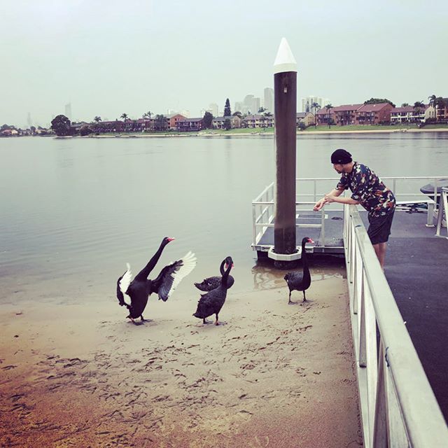 Raining day 我的老天鵝啊～希望你們常來作客喔